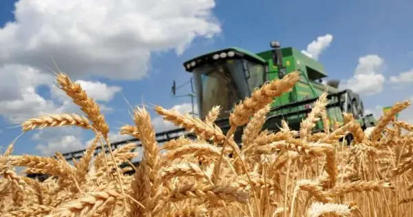 Український експорт зерна у серпні скоротився на 76%