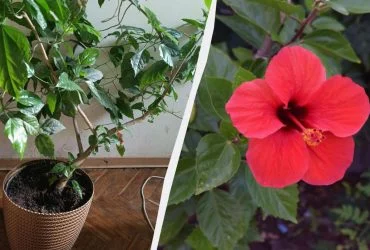 Китайські дачники видаляють пень за годину: перевірений метод 6 Китайські дачники видаляють пень за годину: перевірений метод 6