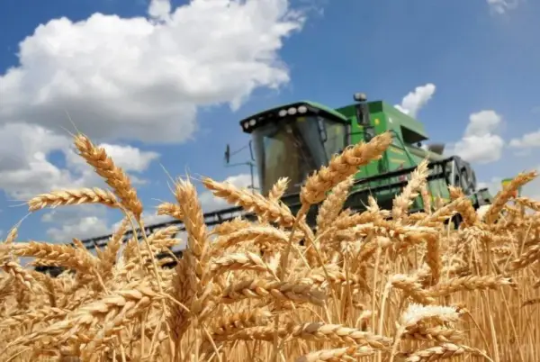 Український експорт зерна у серпні скоротився на 76% 4