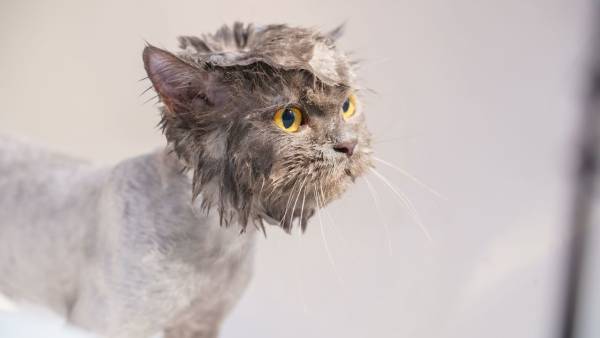 Чому коти не люблять ванну: наукове пояснення 3 Чому коти не люблять ванну: наукове пояснення 3