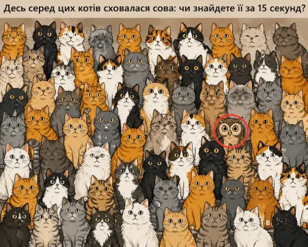 Знайдіть сову серед котів за 15 секунд 6 Знайдіть сову серед котів за 15 секунд 6